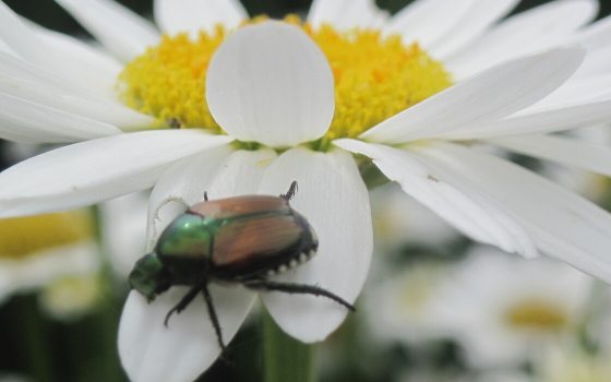 a beetle sitting atop the white petal of a flower