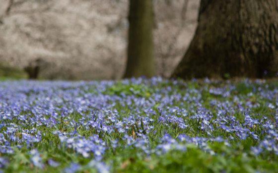 Closeup of tiny blue flowers blooming in a green lawn against the trunk of a large tree, with blurred flowering trees in the background.