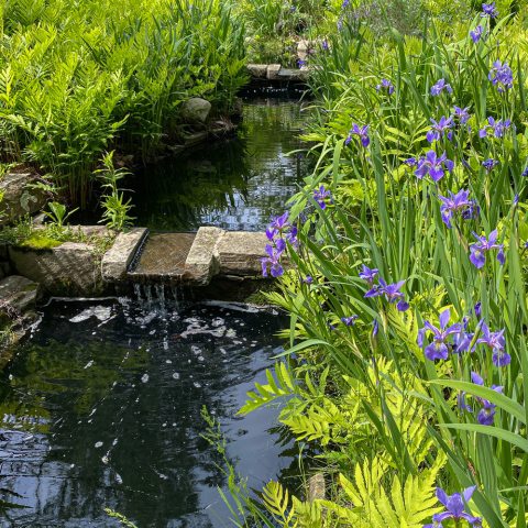 Purple flowers with lance-shaped leaves grow along stream.