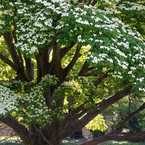 Tree with green leaves and white flowers.