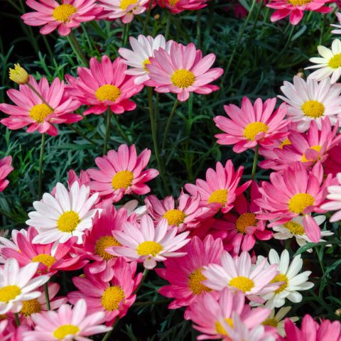 Pink and white flowers with oblong-shaped petals and big yellow round centers.
