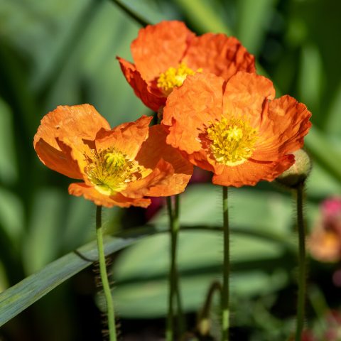 Orange flowers with frilled and wrinkle-like petals with a big yellow center.
