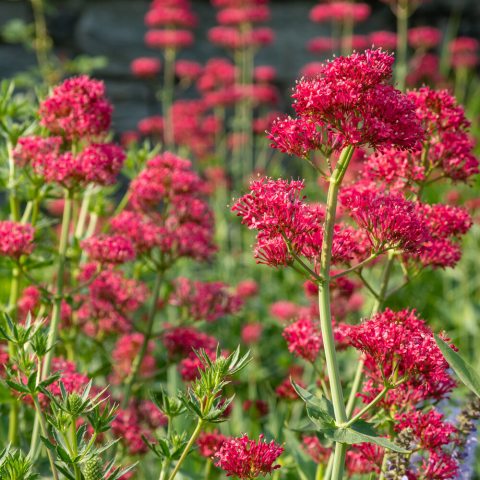 Small red flower clusters on long green stems