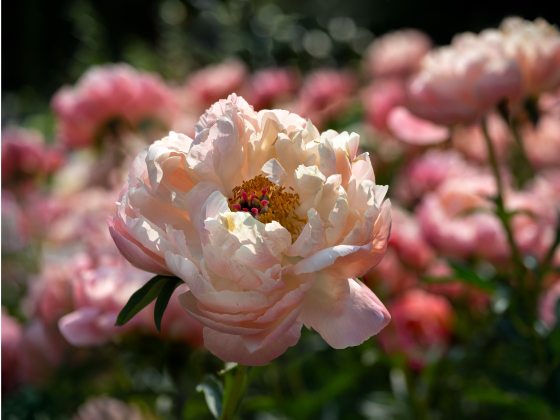 Closeup of pale peachy-pink peony in bloom.