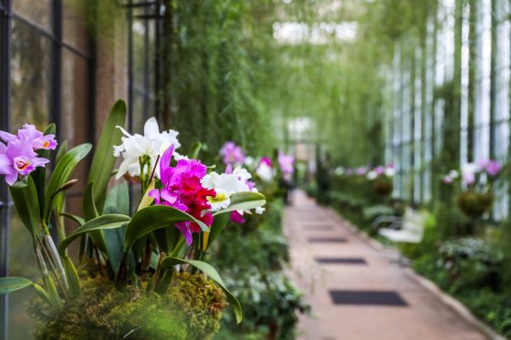 an image of purple and white orchids in a basket with a blurred background of acacia