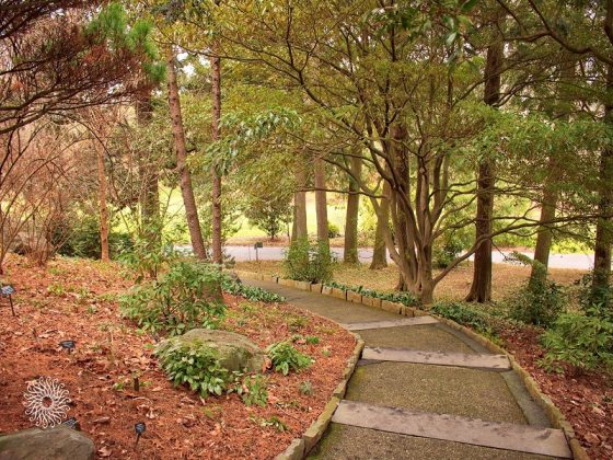 a paved pathway through budding trees in the winter landscape
