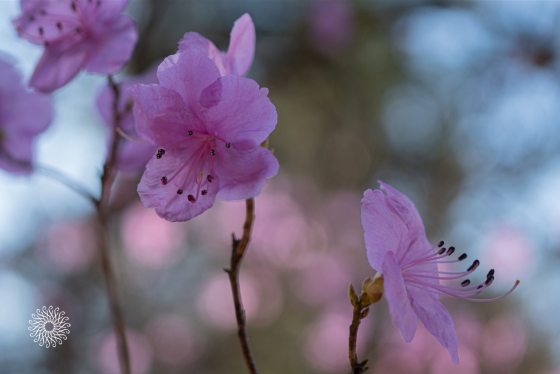 a purple rhododendron flower in bloom on a brown stem