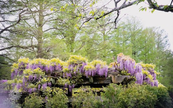 blooming wisteria along a wooden gazebo