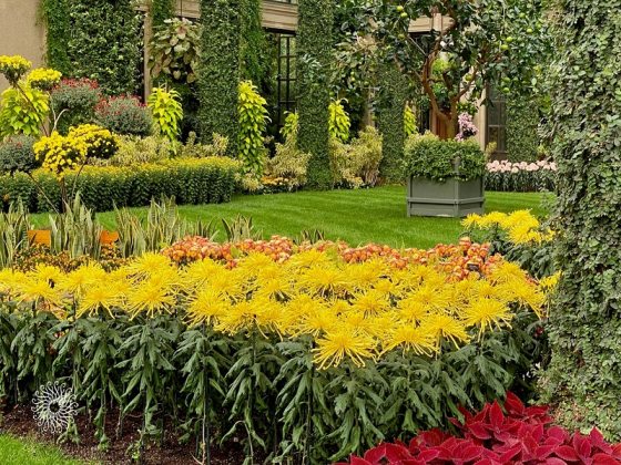 Yellow chysanthemums planted in an indoor conservatory with greenery and plants all around them.