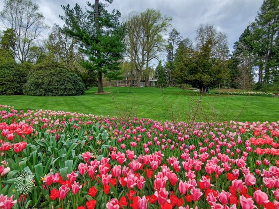 Dozens of pink tulips in the foreground with a green lawn and old farnhouse in the background.