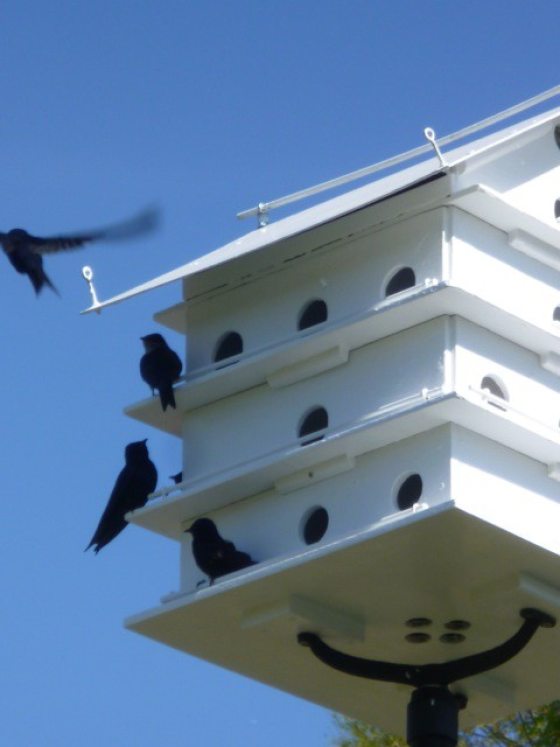 white bird hous with three birds perched and one taking flight