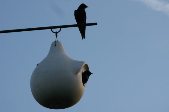 a purple mantis bird perched on a rail with another bird inside of a birdhouse below