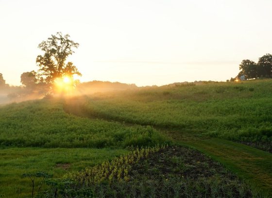 a sunrise peaking over a green meadow