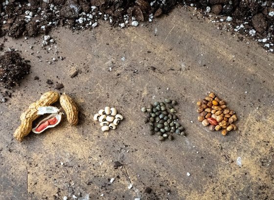 A collection of seeds arranged on a table surrounded by soil.