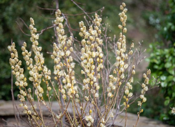 Pussy willow beginning to bloom with white and yellow flowers.