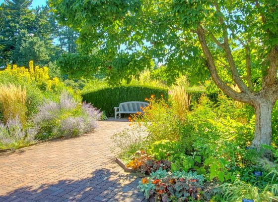 A brick path with lush garden beds on each side in the bright sunshine.