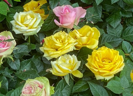 Pink and yellow roses blooming on a bush.