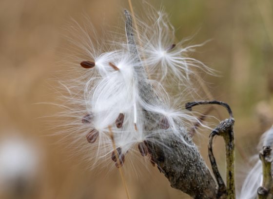 A brown seed pod with white cotton material coming out of the top and seeds at the head of the pod.