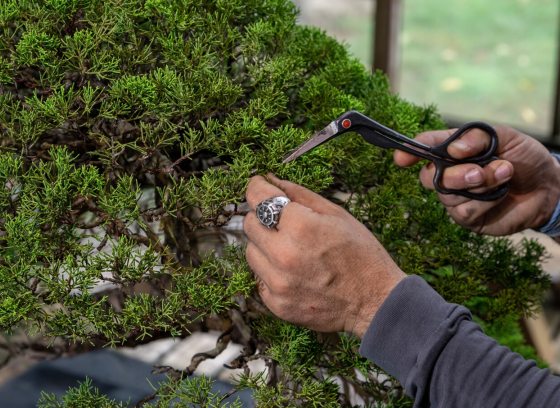 Two hand, one holding pruning scissors prepping to cut a bonsai. 