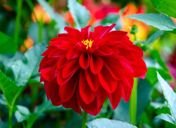 A bright red dahlia blooming in a garden bed.