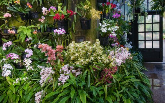 multiple orchid flowers on display at Longwood Gardens