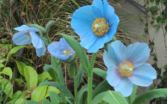 blue-poppies in bloom surrounded by green leaves 