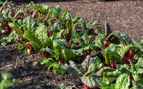 row of green leafy vegetables planted in mulch