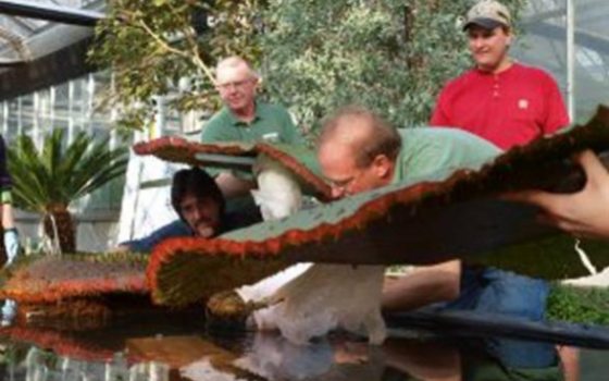 large green water lily being lifted from water 