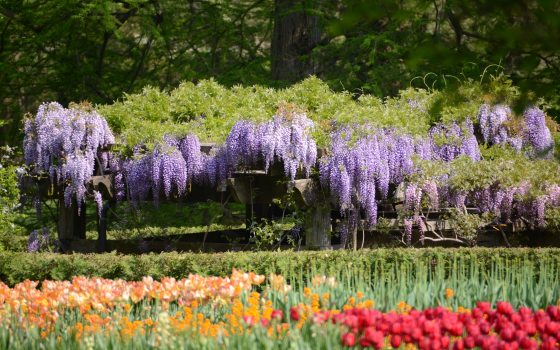 wisteria in background with red and orange tulips in the foreground