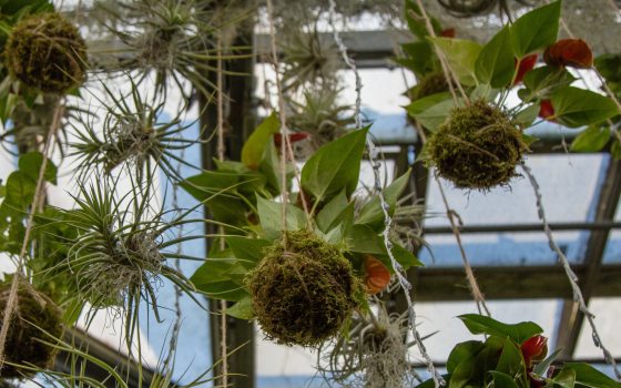 multiple hanging baskets of plants known as kokedama