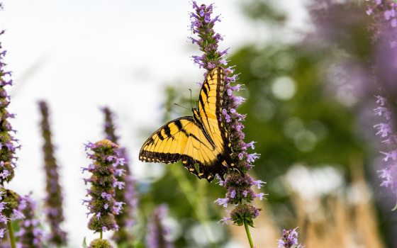 a close up of a yellow butterfly on purple flowers
