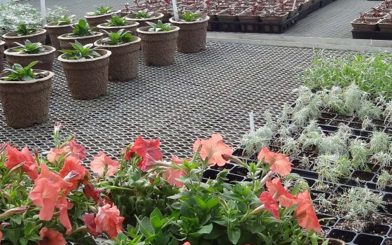 Rows of plants in growing pots sift on a lifted metal shelf in a greenhouse