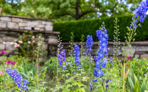 tall blue flowers in a garden in front of a stone wall