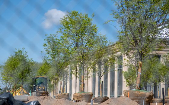 trees being planted in a construction site 