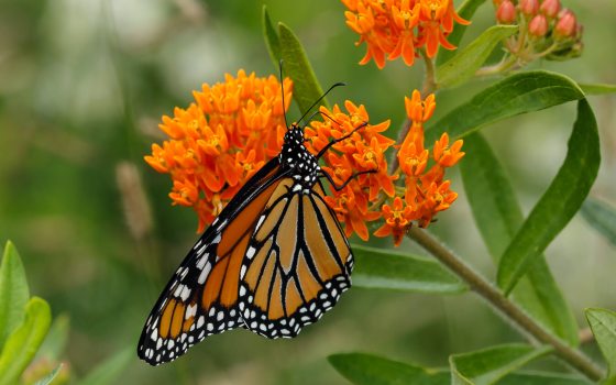 An orange and black Monarch butterfly clings to orange blossoms of butterfly weed.