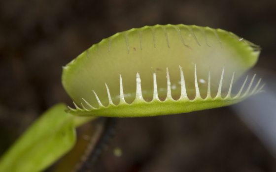 Closeup of an open leaf of Venus Fly Trap, looking like a gaping green mouth with sharp white teeth.