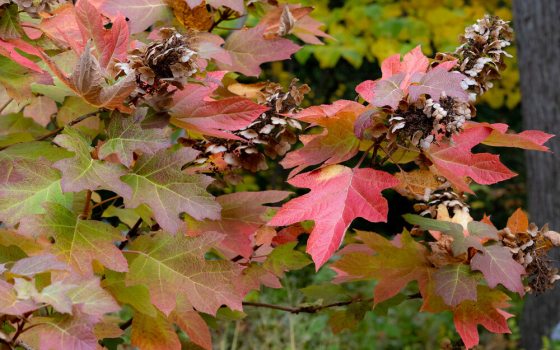 Hydrangea bush with red leaves