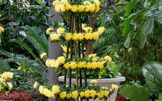 Small yellow chrysanthemum flowers arranged in a small metal tower