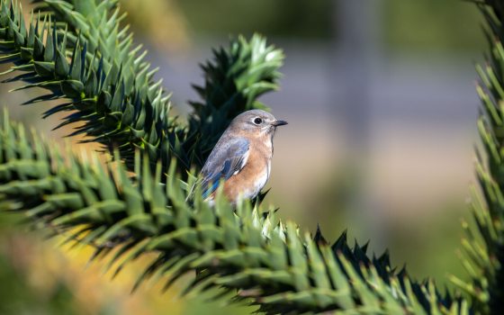 A Eastern Bluebird perched on an evergreen branch.