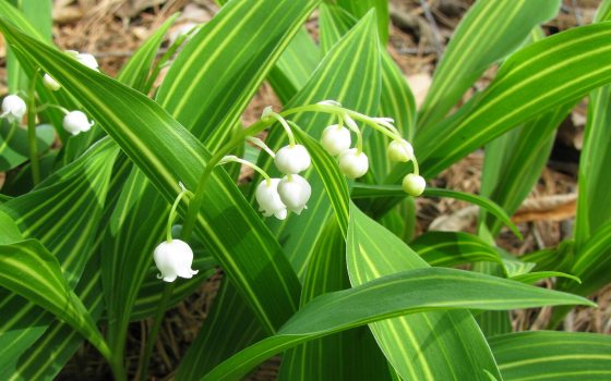 A lily-of-the-valley plant blooming with small white flowers and varigated leaves.