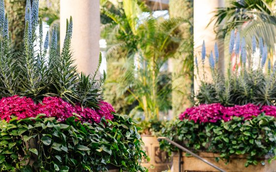 Large block planters of pink and blue blooms with plentiful green foliage border each side of a staircase filled with more planters, against an indoor backdrop of tall vine-covered columns and hanging baskets of purple flowers.