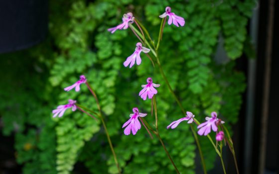 The Cynorkis orchid with small pink flowers set in front of green foliage.
