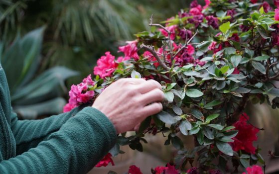 a person pruning a fully bloomed pink azalea bonsai