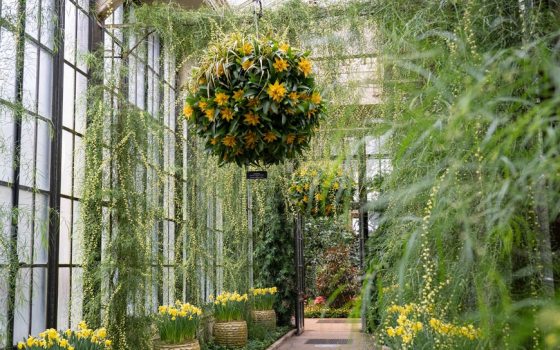 a hanging basket of yellow blooms suspended above a sunny hallway filled with greenery 