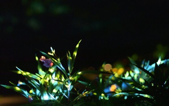 Colored lights shine on leaves of a plant