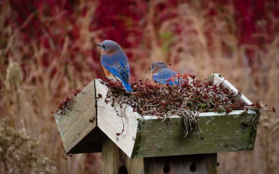 two bluebirds on top of a green roof birdhouse