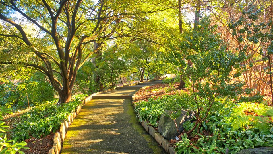 a walkway lined with green trees and shrubs 