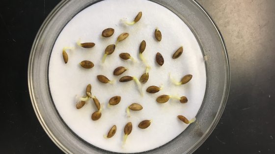 Two dozen small sprouting seeds in a glass bowl. 