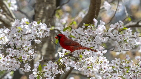 Bright red cardinal sitting on a branch of a cherry tree in full bloom.