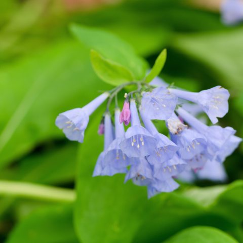 Tiny, light bluish purple, trumpet shaped flowers clustered together